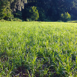 Projects, Wildlife Cover Crop in Maryland