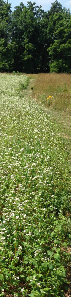 Rows of buckwheat planted for turkey and deer. Also serves as a great pollinator plant due to its plethora of white blossoms.