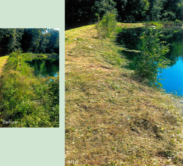 Clearing pond bank of weeds in Maryland